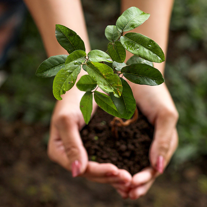 top view of hands holding young plant 2023 03 01 01 26 51 utc 1